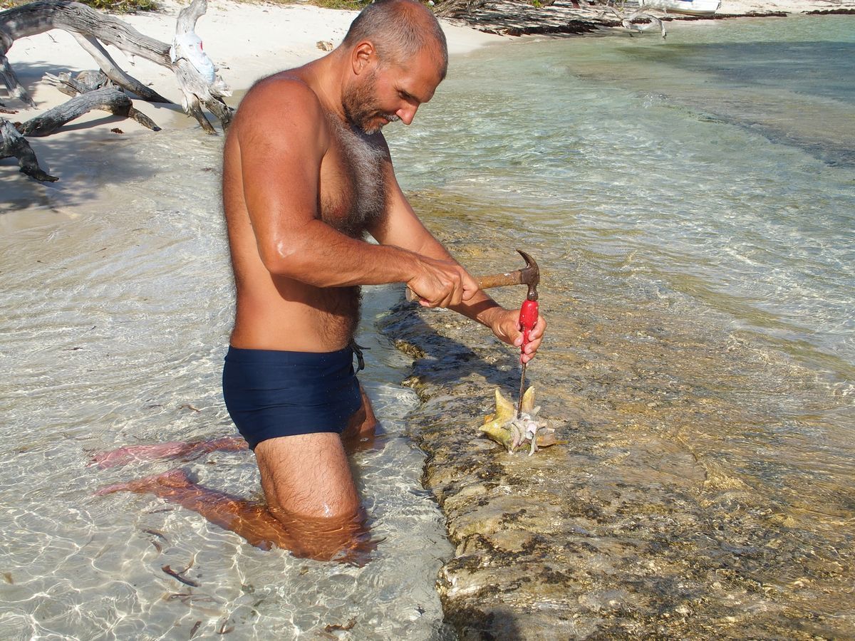 Denes feltori a conch csigat